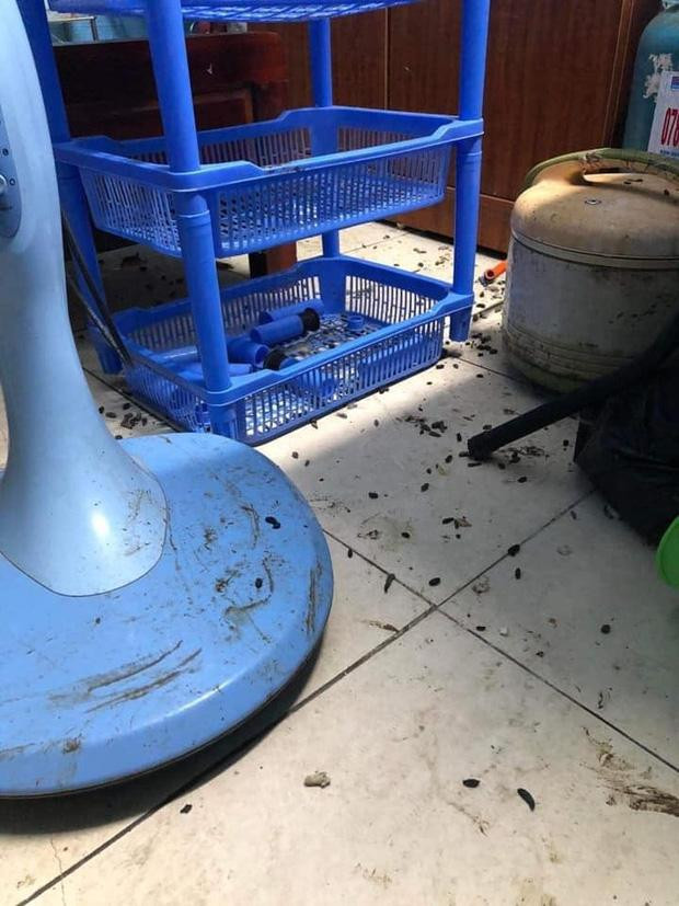 Phân chuột, côn trùng rải rác khắp nền nhà làm cho phòng trọ trở nên tan hoang.