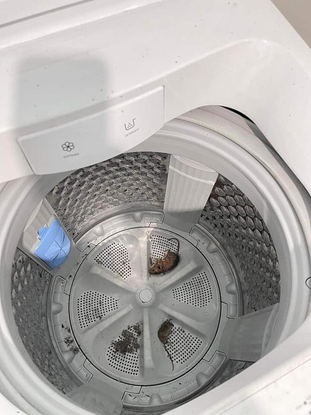 Đến cả lồng máy giặt cũng bị họ hàng nhà chuột trú ngụ.