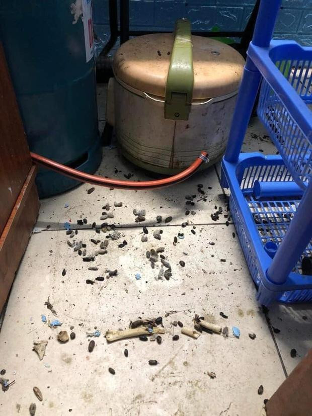 Qua loạt hình ảnh có thể thấy căn phòng trọ của nam sinh này bừa bộn toàn rác, mọi vật bốc mùi ẩm mốc, vô số giòi bọ tấn công hay gián, chuột trú ẩn phá nát mọi đồ đạc...