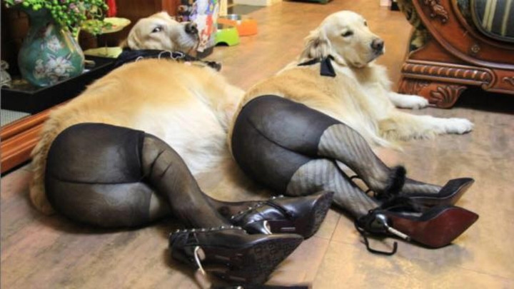 Ai nấy cũng đều trầm trồ về khả năng phối đồ của các con sen.