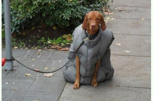 Chú chó này được chủ nhân trang bị cho chiếc áo phao quá cỡ với cơ thể của nó.