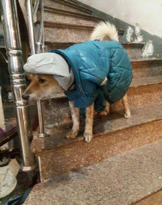 Hầu hết, để giữ ấm cho thú cưng chủ nhân của nó thường sử dụng những món đồ quần áo cũ hay các loại khăn, chăn đã cũ.
