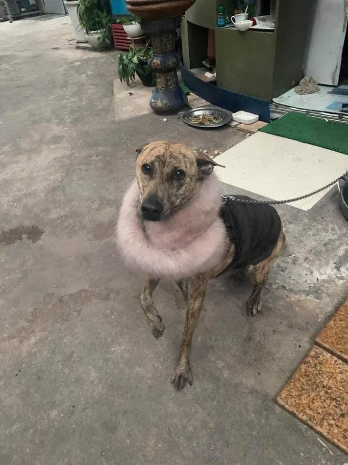 Không có áo lông thì mình chế tạm cũng được, miễn là ấm.