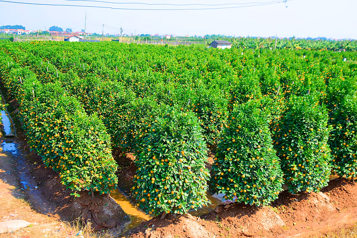 Dù còn hơn 1 tháng nữa mới đến Tết Nguyên đán Mậu Tuất 2018, nhưng với những người dân trồng quất cảnh ở Văn Giang (Hưng Yên) dường như Tết đã đến sớm hơn. Nhìn từ xa, cả một cánh đồng quất đang độ chín rực sắc vàng, đầy sức sống.