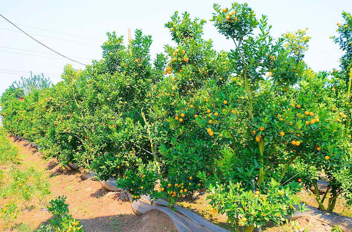 Rất nhiều vườn quất thế và bonsai sang chảnh cũng đang khoe quả to đều, mọng nước, óng ánh sắc vàng.