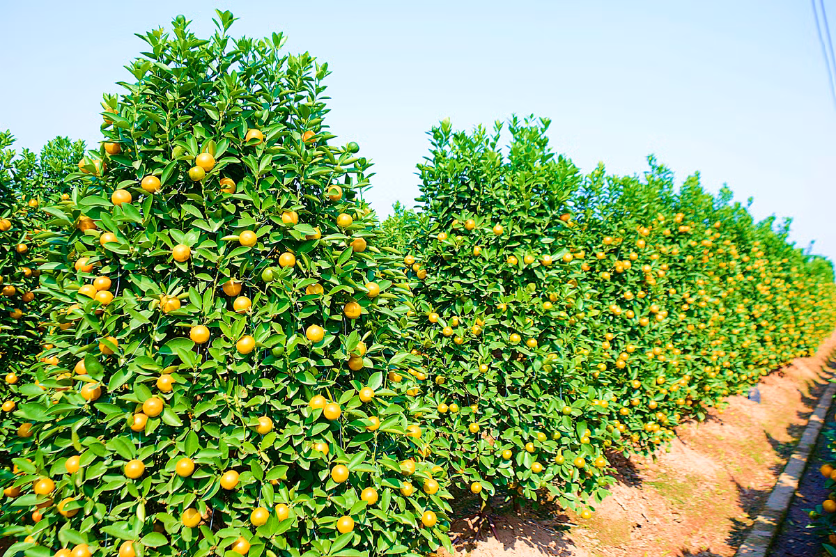 Đối với dáng quất phổ thông có giá từ 300.000 - 700.000 đồng/chậu.