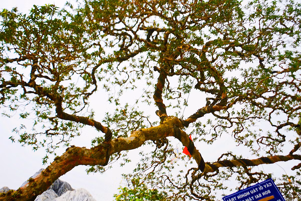 Tán ngang của cây ổi tàu nghìn trái rộng hơn 3m.