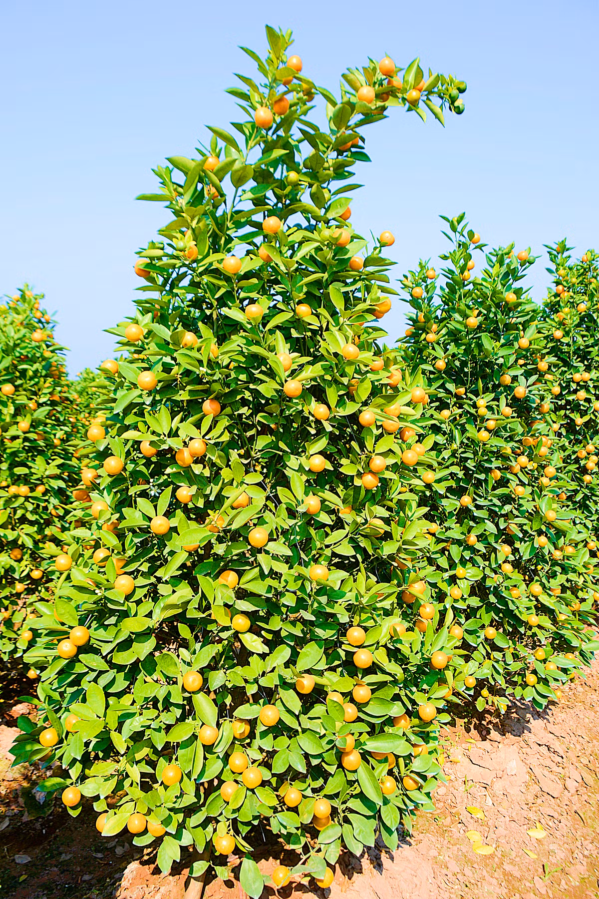 Vườn quất với dáng truyền thống, tán xòe, tán cụp như cây thông chuyển màu vàng ươm.