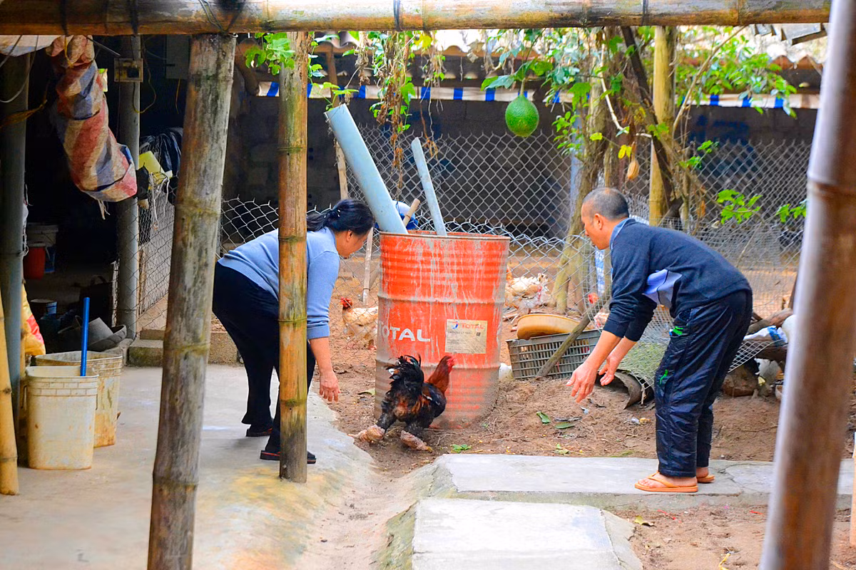 Chủ trại gà Quynh Thanh cho biết, loại gà Đông Tảo chân khủng được ưa chuộng khoảng vài năm về trước.