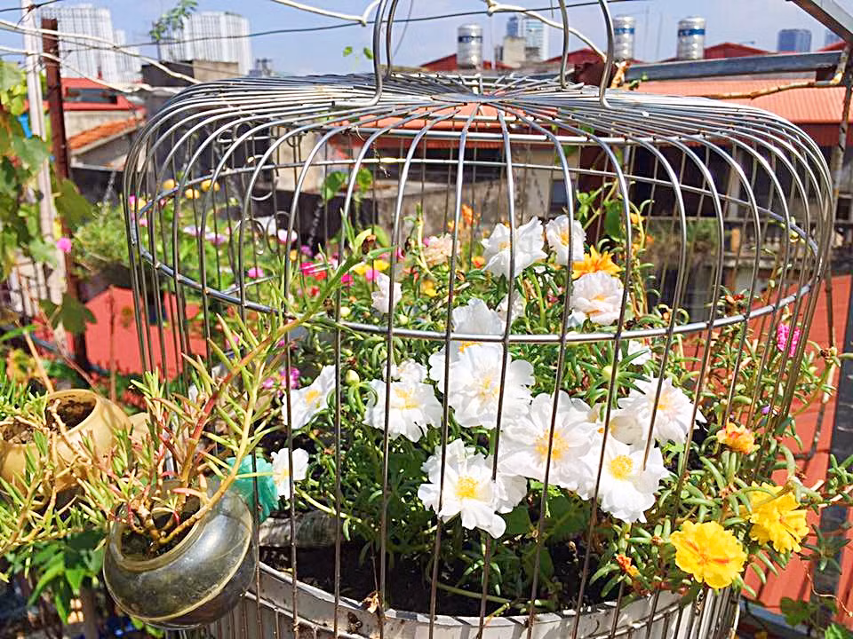 Tận dụng khoảng trống trên sân thượng, một vài chiếc lồng chim cũ cùng những chai nhựa,... chị Đào Thị Nhung đã tạo nên một góc vườn hoa mười giờ rực rỡ, đa sắc màu...
