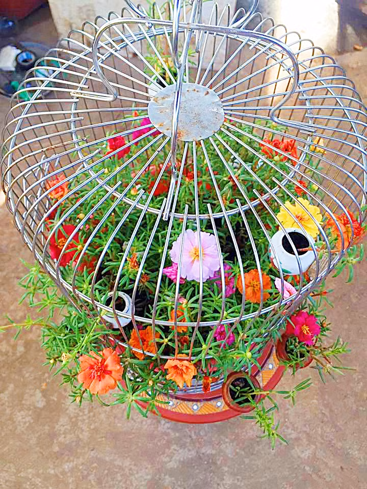 Chị Nhung cho biết, trồng cây hoa mười giờ không quá phức tạp.