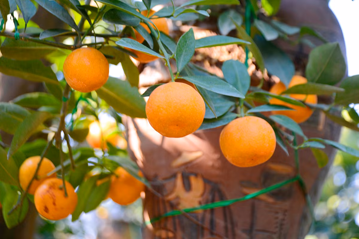 Còn đối với quất bonsai mini có giá từ 700.000 - 2.000.000 đồng/chậu tùy vào độ độc đáo của cây.