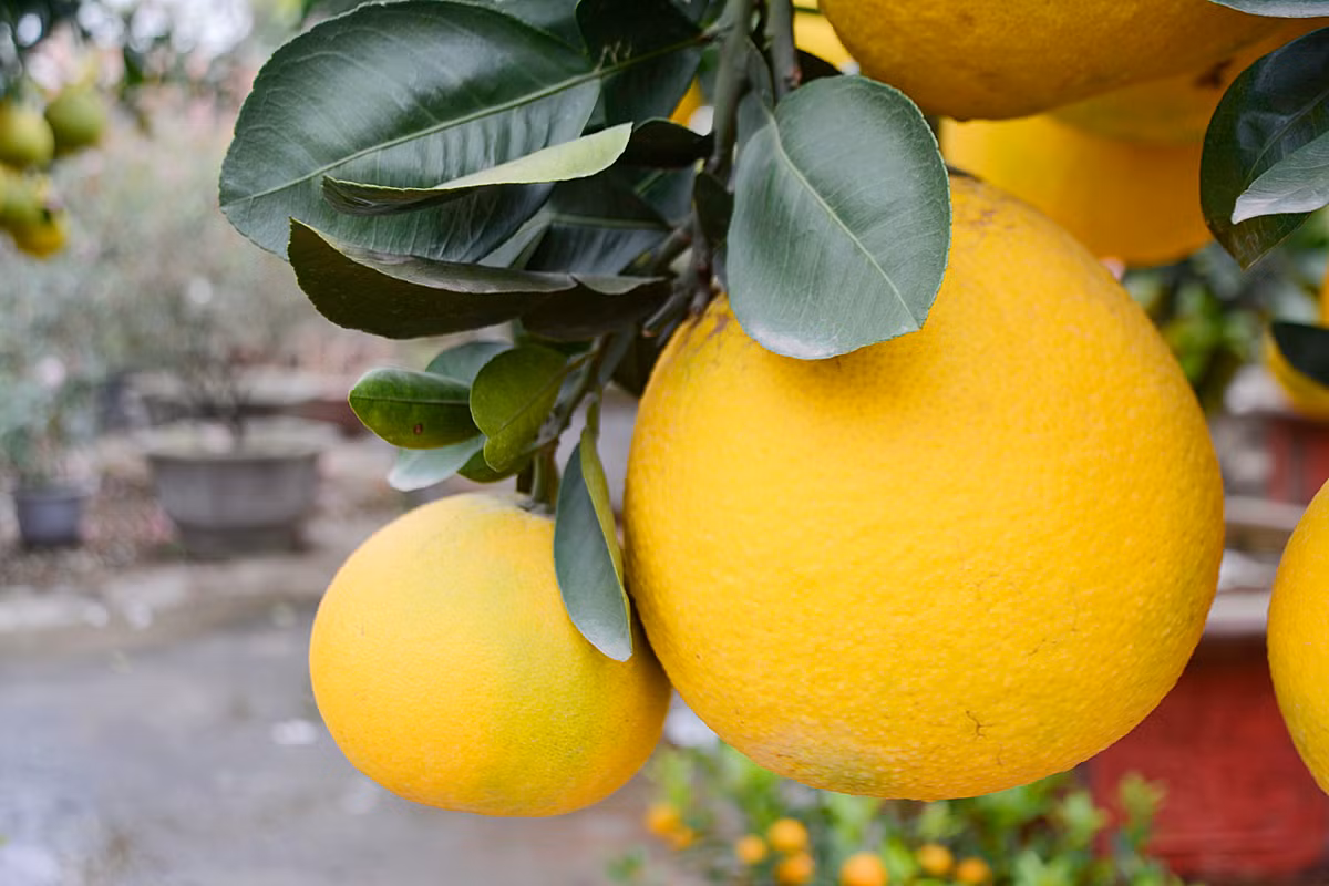 Trái bưởi có vị thơm đặc trưng...