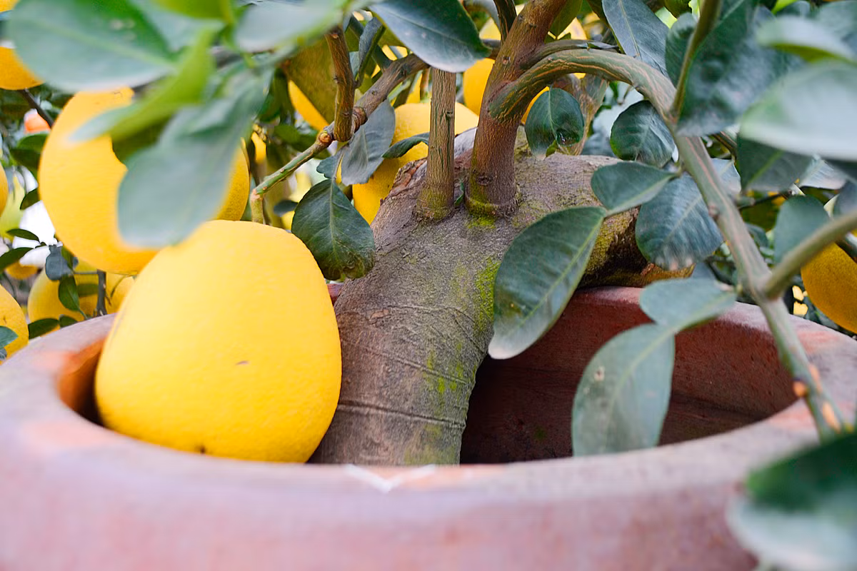 Cây bưởi ra quả từ gốc đến ngọn