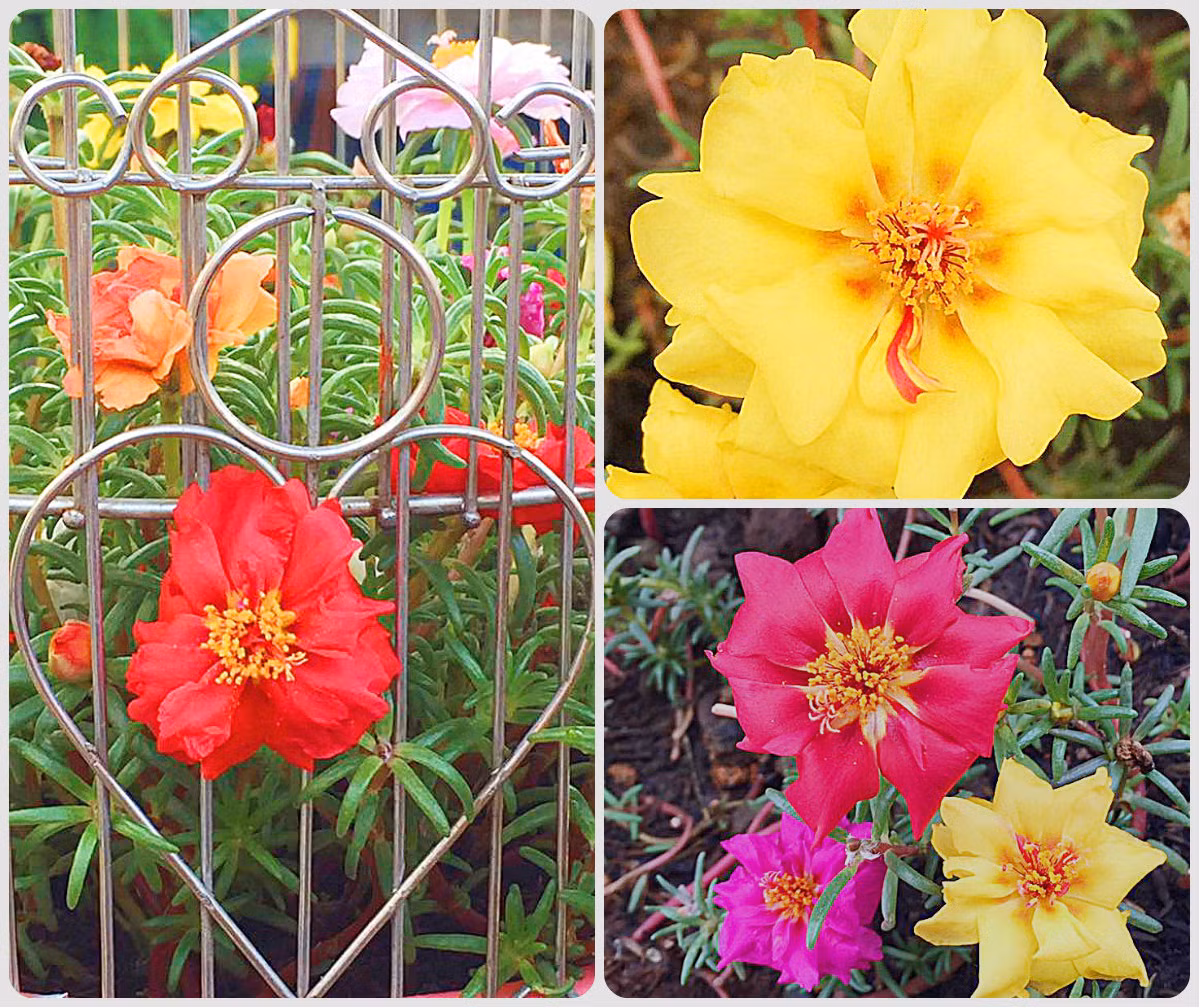 ... ngập sắc hoa mười giờ của gia đình chị Nhung...