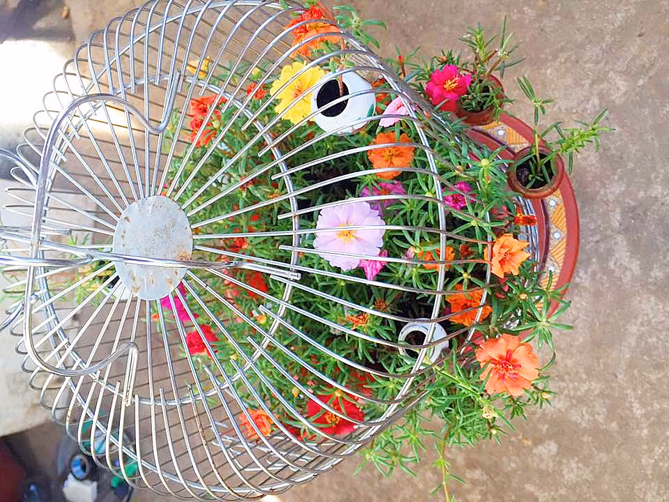 Những bông hoa mười giờ bung lụa trong chiếc lồng chim đã cũ.