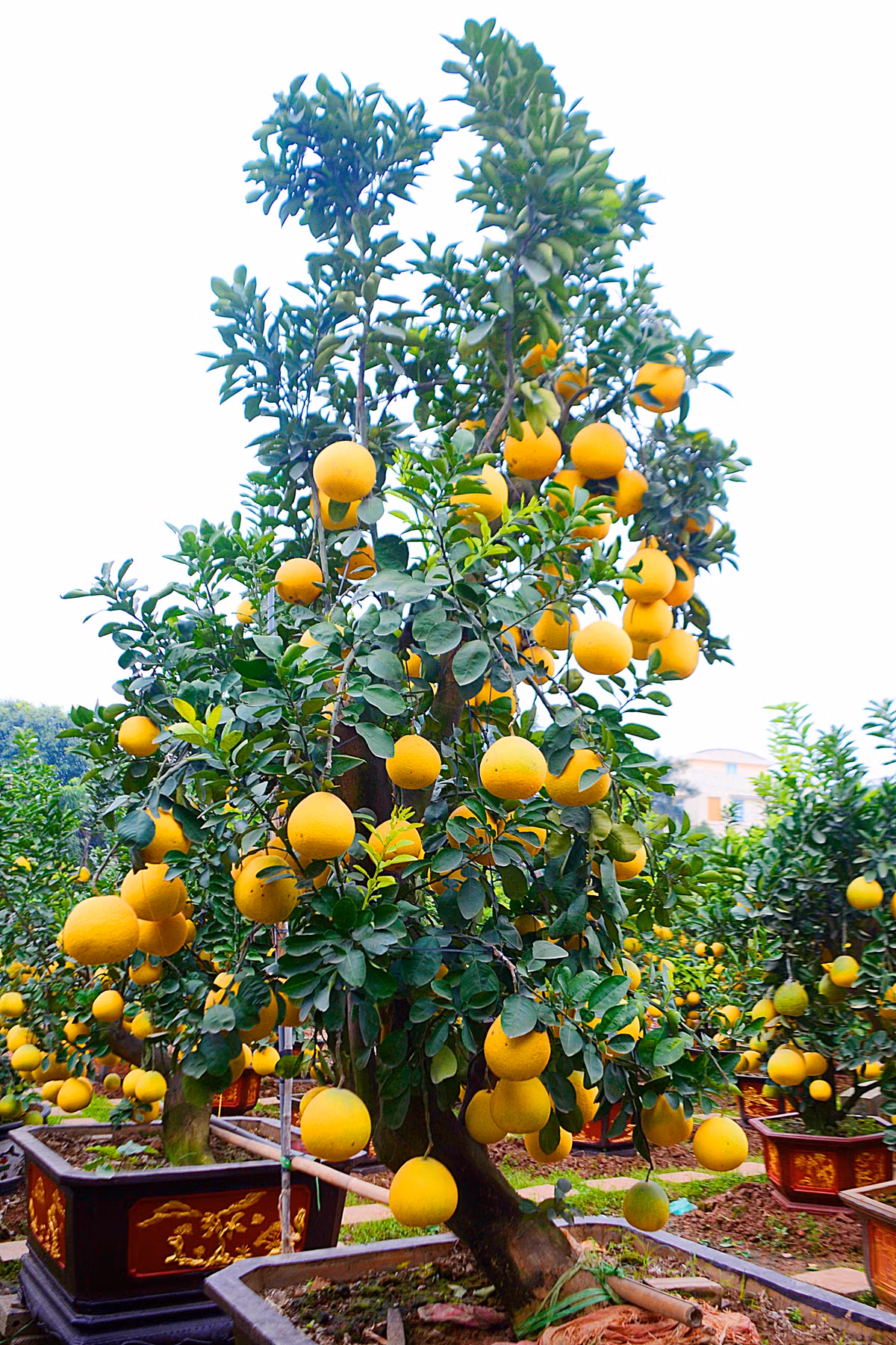 Cây bưởi Tết này có chiều cao tổng thể cả chậu là 5m.