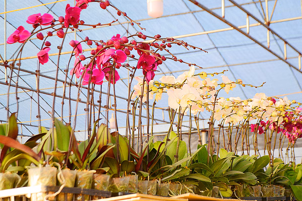 Lan hồ điệp nhiều màu sắc cũng là loại hoa được bán nhiều vào dịp Tết Nguyên đán. Năm nay, lan hồ điệp được nhiều cửa hàng bán ra với giá 120.000 - 350.000 đồng/cành tùy loại.