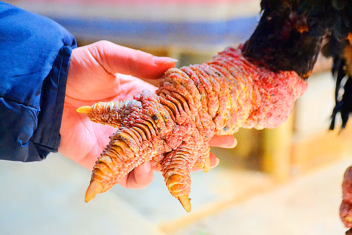 Chân gà Đông Tảo to, có nhiều vảy thịt, cụm đế và ngón cũng to, màu sắc hài hòa và đều...