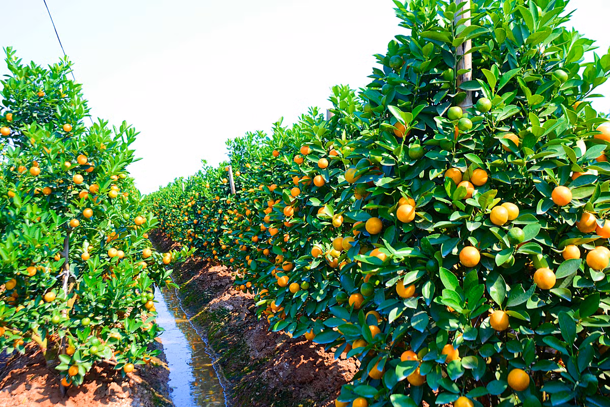 ... đang khoe sắc vàng óng ánh trong cái nắng chiều hanh hao, gần như nguyên hàng thẳng lối.