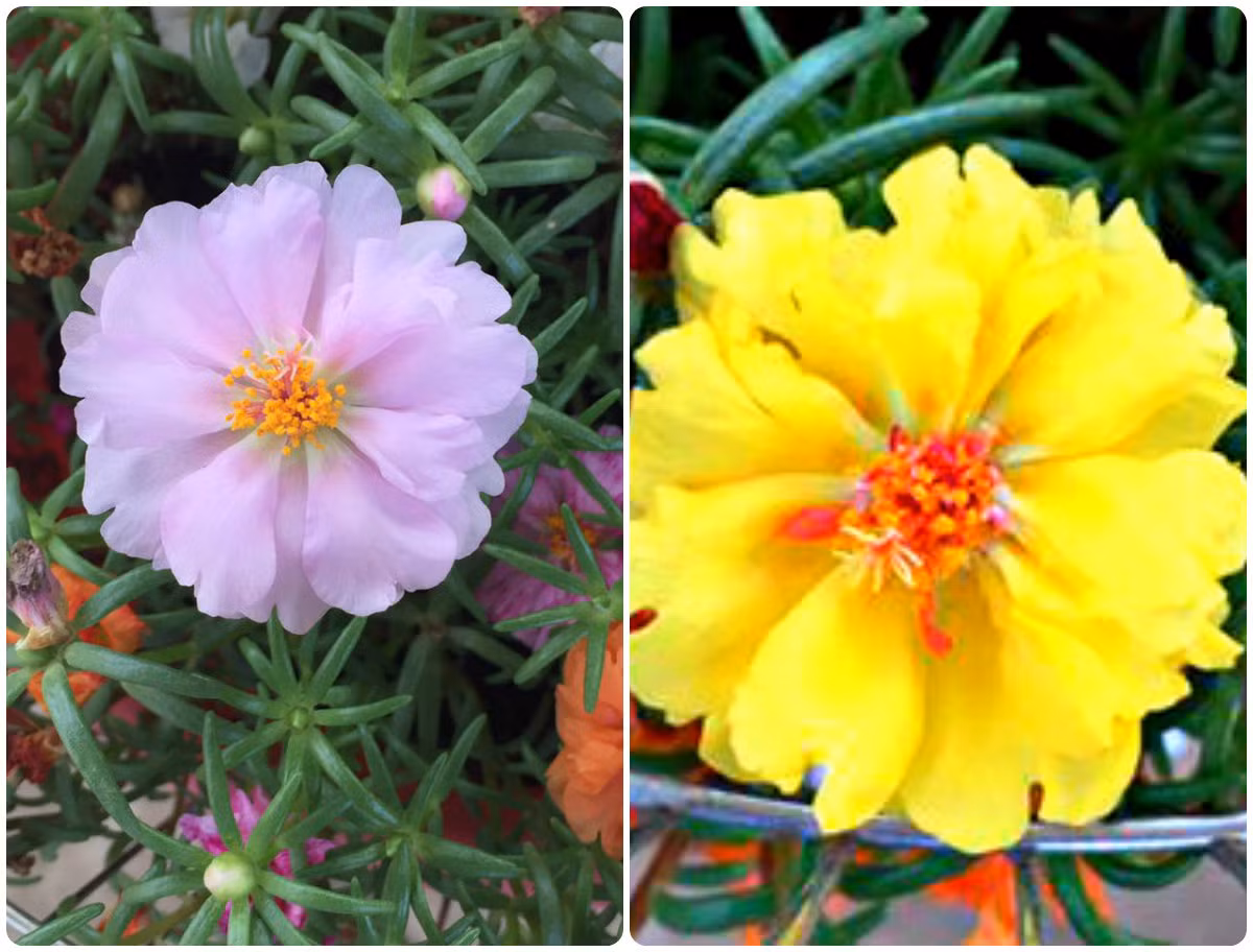 ... khiến nhiều chị em trầm trồ. ngưỡng mộ...