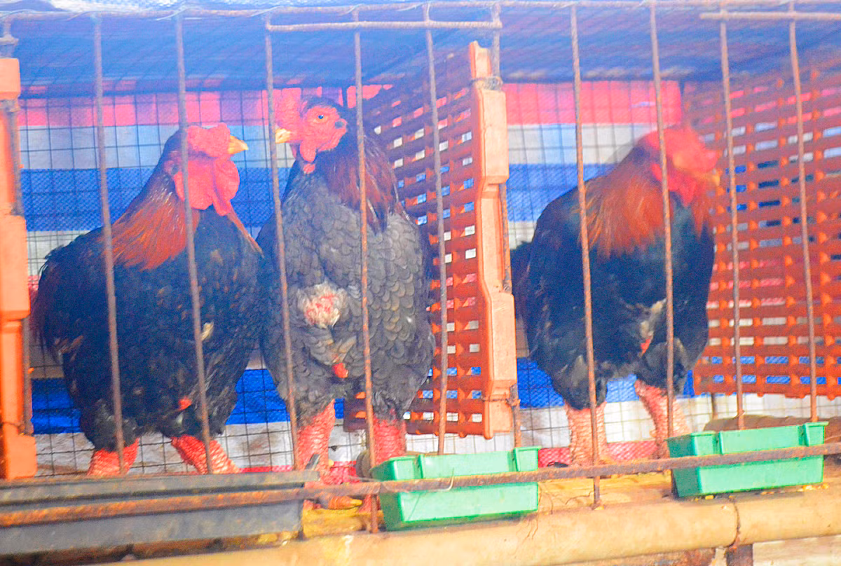 Còn đây là những con gà có giá từ 1,7 - 2,5 triệu đồng/con đã được khách hàng đặt mua để làm quà biếu, chờ gần Tết mới đến bắt.