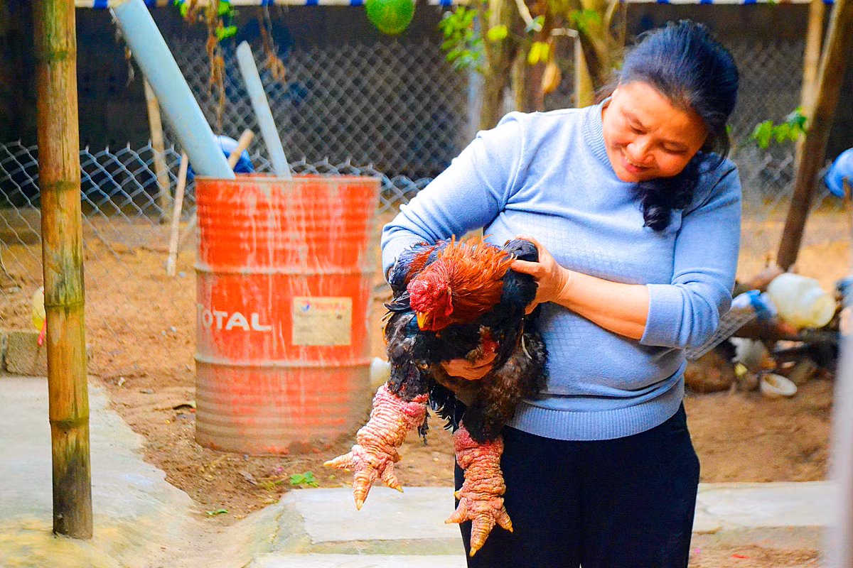 Thời điểm đó giá bán mỗi con gà lên đến 5 - 7 triệu là chuyện bình thường.