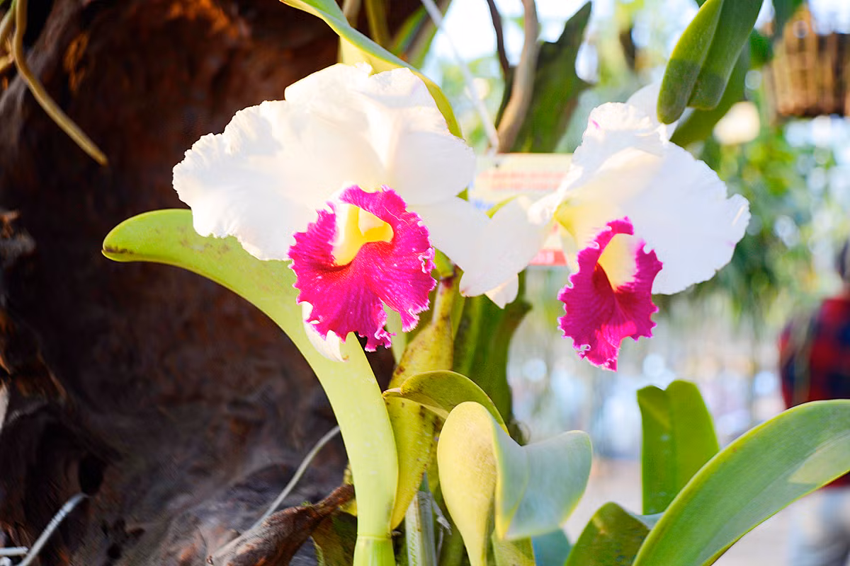 Thời điểm giáp Tết Mậu Tuất 2018, các cửa hàng kinh doanh hoa lan Tết ở Văn Giang, Hưng Yên đã bắt đầu "bung lụa".