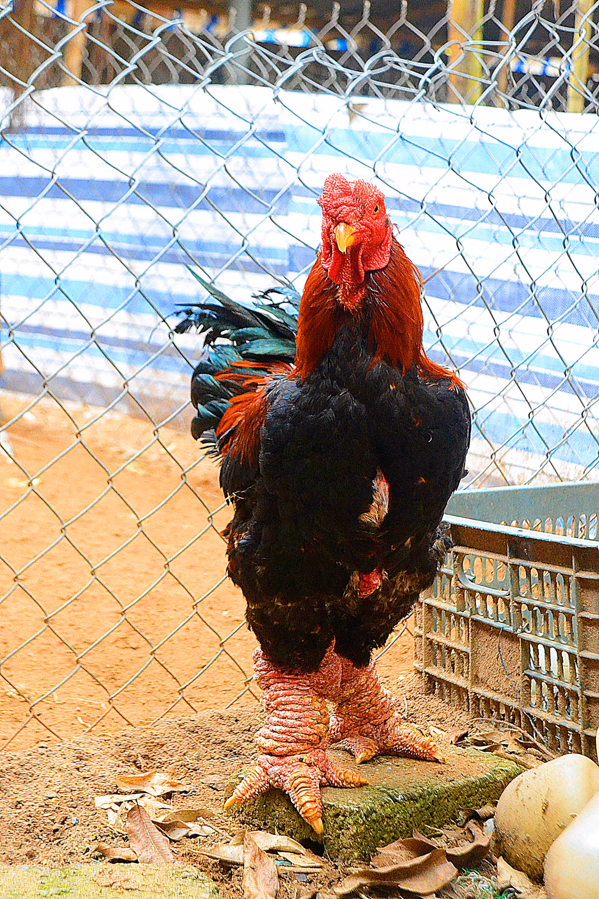 Một con gà Đông Tảo thuần chủng, loại chân sần sùi được chủ trại gà Quynh Thanh bán với giá 3 triệu đồng.