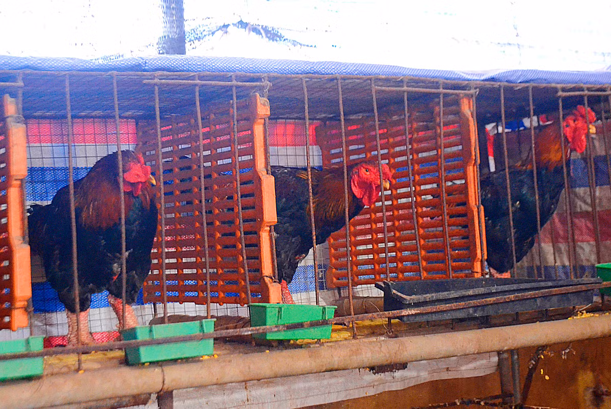 Do vậy các trang trại thường tự sản xuất và ấp gà con. Những con giống đẹp sẽ được chọn để nuôi phục vụ bán Tết, những con kém chất lượng sẽ được nuôi thương phẩm, bán lấy thịt khi đủ lớn.