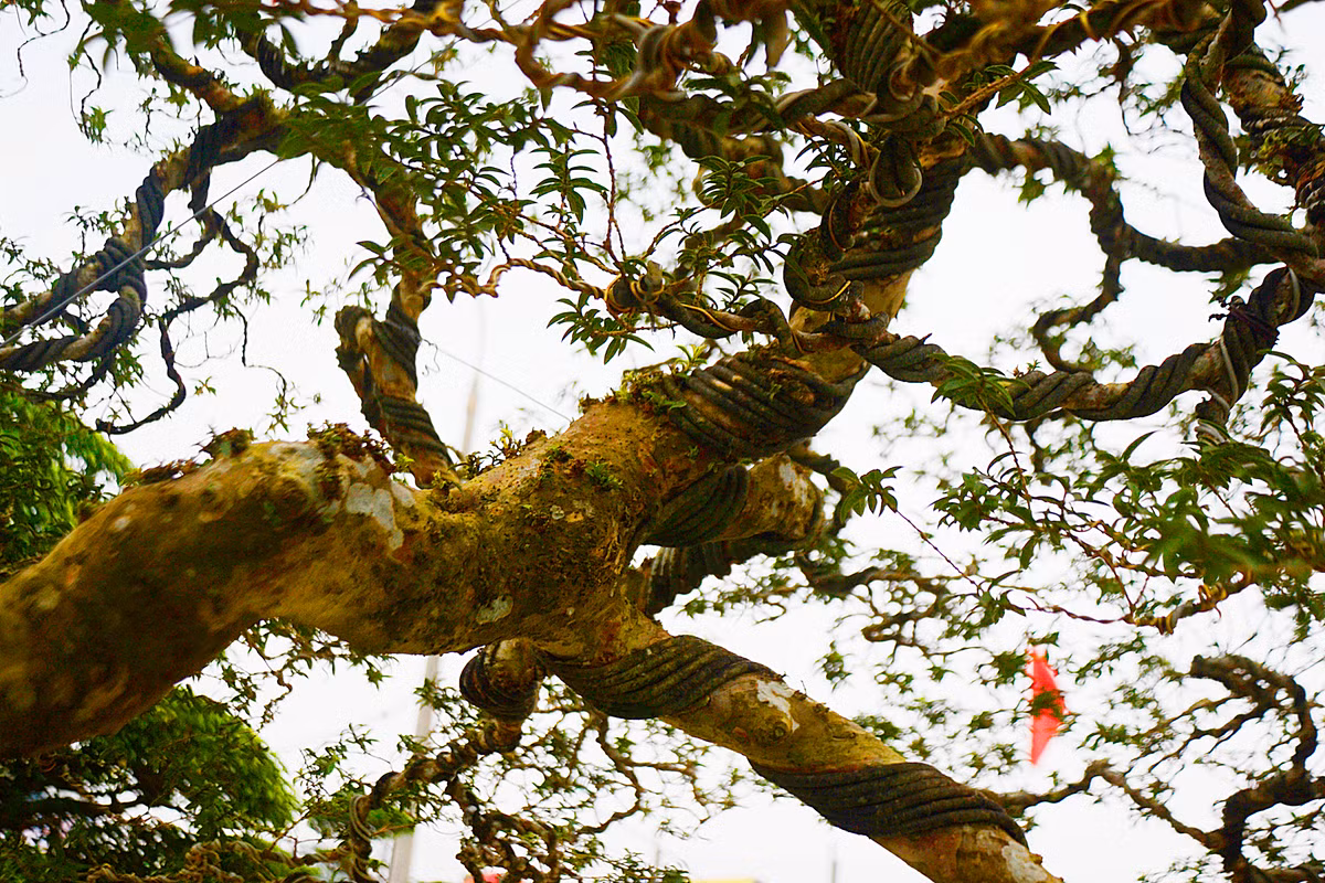 Phần thân của cây ổi có nhiều vết sần, xù xì song uốn lượn hết sức mềm mại.