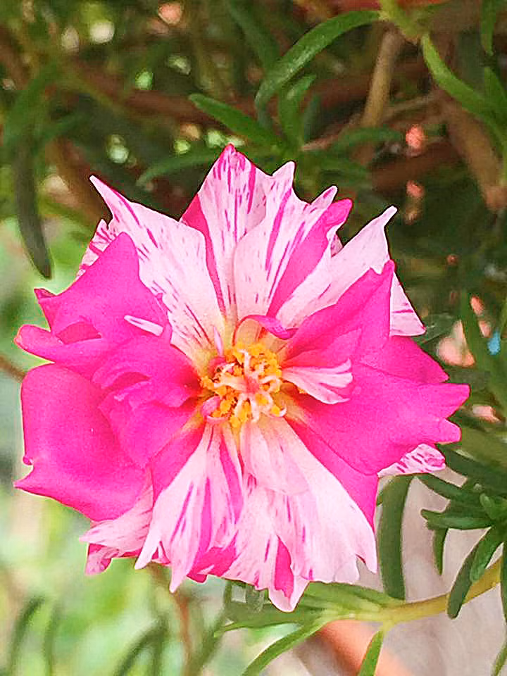 Bên cạnh đó, thi thoảng bón phân cho cây là cây có thể lên tươi tốt, hoa nở quanh năm.