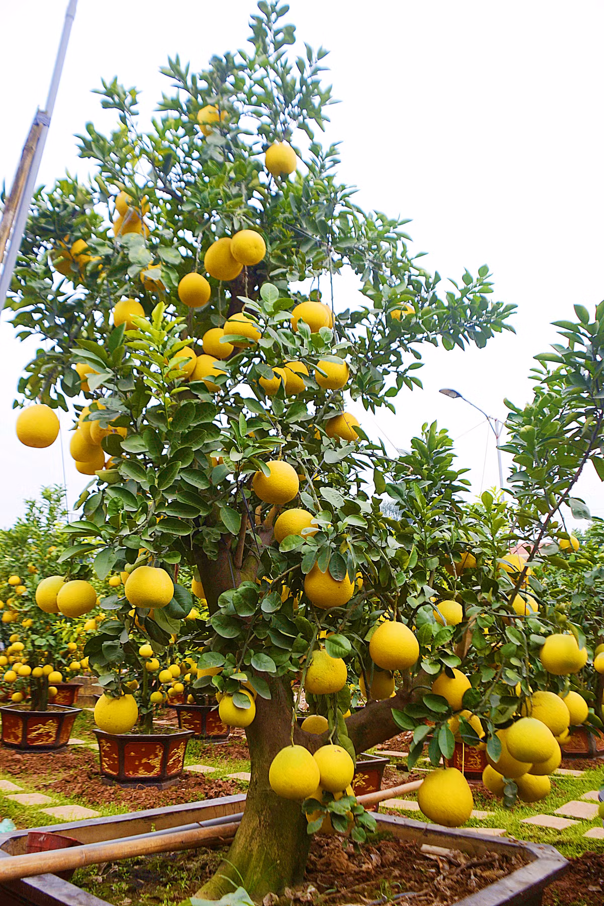 Cặp bưởi cảnh dáng "Long thăng" rất đặc biệt này gồm hai cây bưởi diễn cổ thụ, có dáng thế 3 rất đẹp, quả sai trĩu.