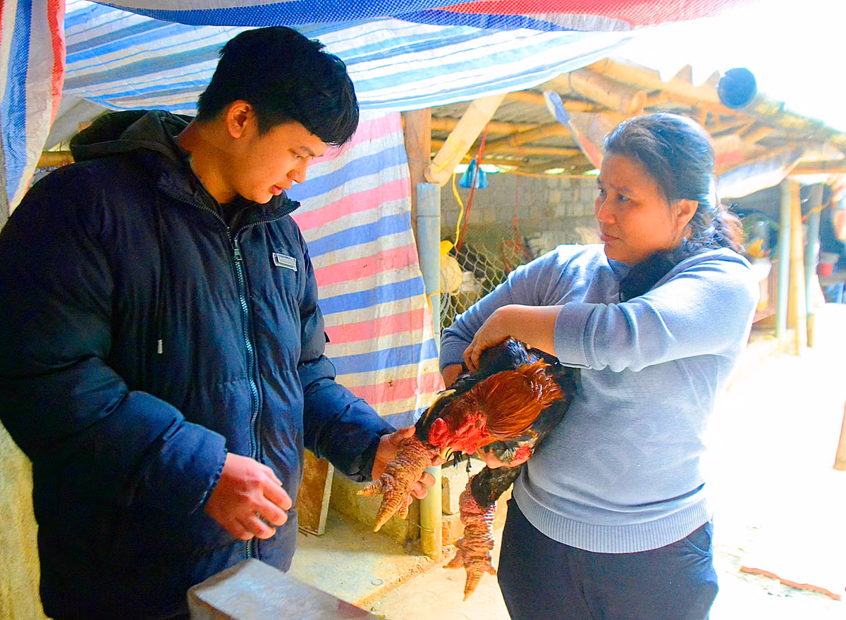Chủ trại gà Quynh Thanh bắt con gà Đông Tảo chân sùi cho khách hàng xem.