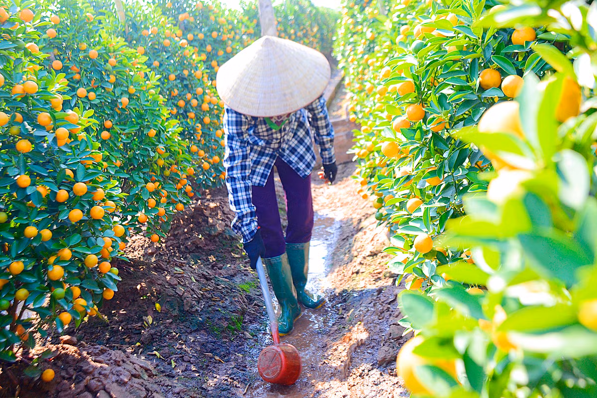 Loại nhỏ hơn thì giá biến động từ 1 đến 5 triệu đồng/chậu.