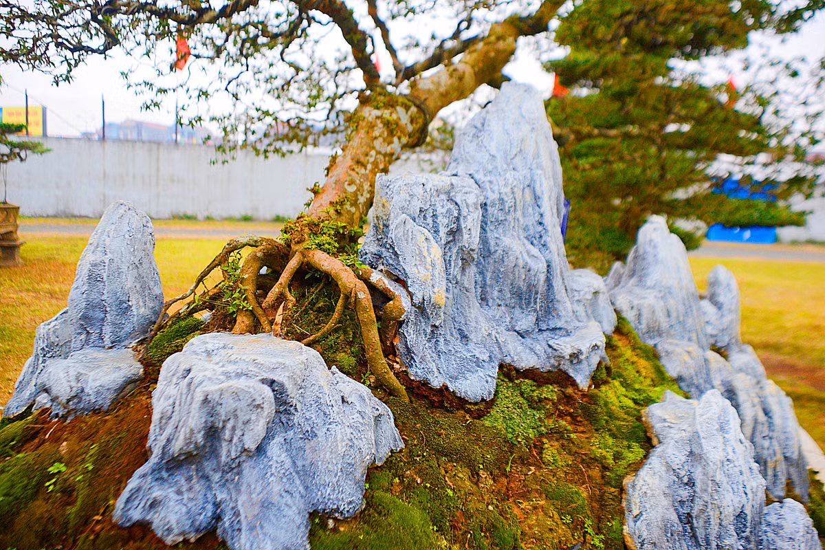 Phần rễ của cây ổi nổi trên bề mặt đất, ôm trọn vào những tảng đá tạo nên nét cổ kính, hoang sơ...