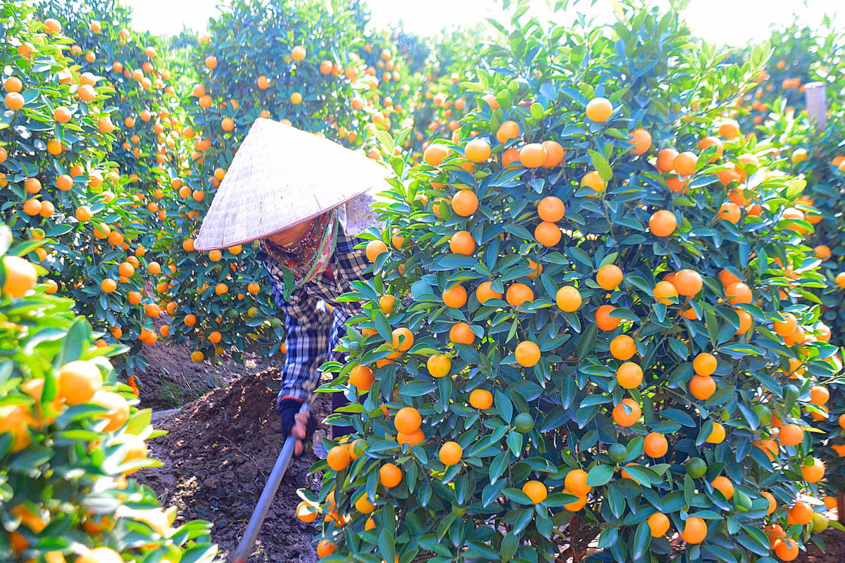 Theo các hộ dân ở đây, quất Tết 2018 lên mã đẹp, nhiều quả to, lá xanh dày, tươi, cành và chi mập... dự báo các nhà vườn trồng quất sẽ có một vụ mùa bội thu.