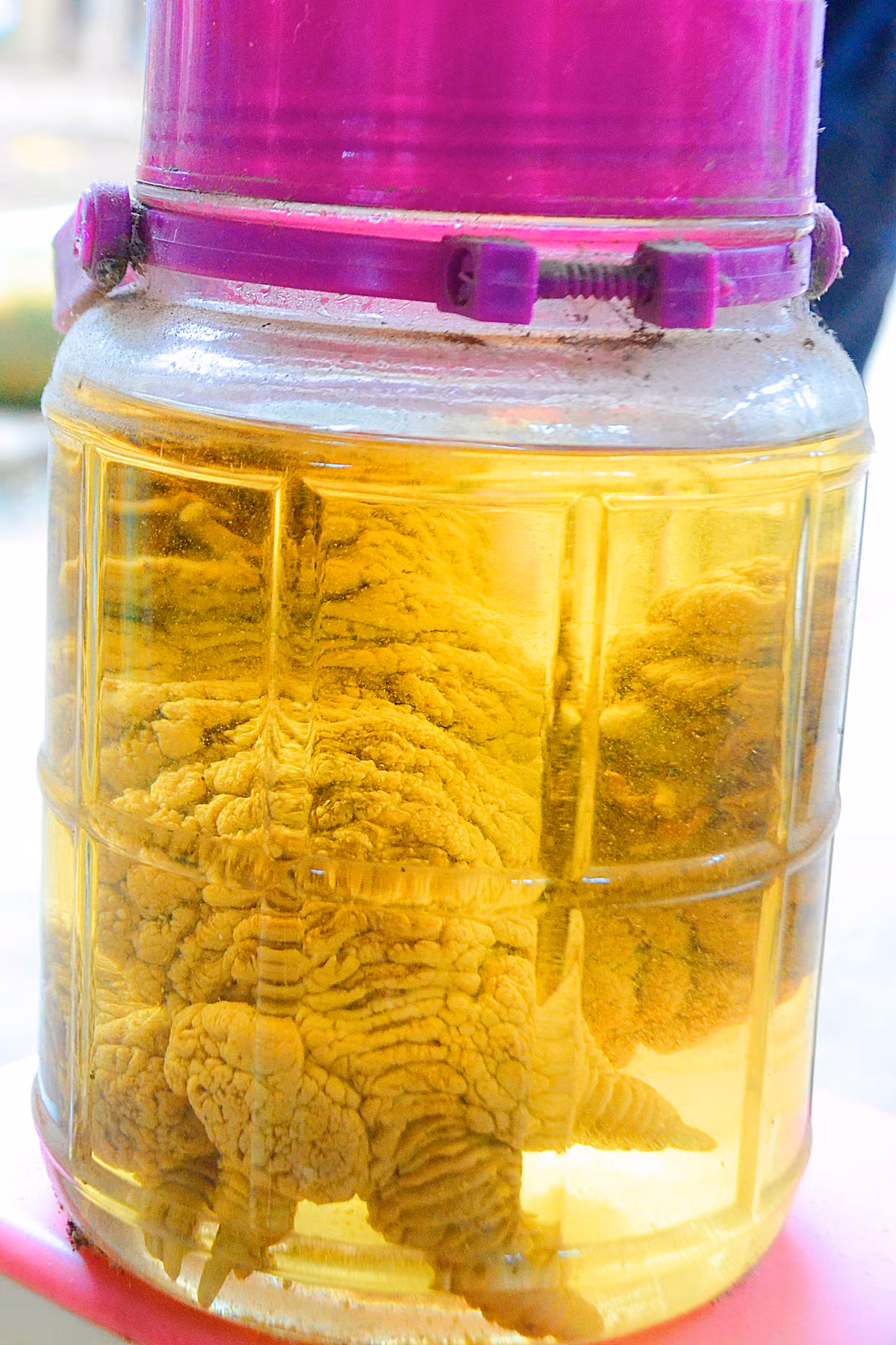 Một cặp chân gà Đông Tảo "khủng" nặng gần 1kg được chủ trang trại đem ngâm rượu.