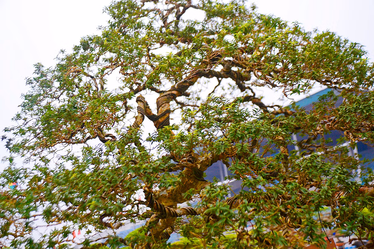 Tán phía trên của cây ổi tàu.