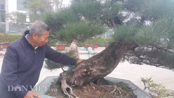 Ông Trung chăm sóc cây kiểng độc đáo của gia đình mình.