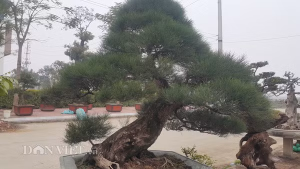 Cây phi lao kiểng của ông Trung đã trên dưới 100 tuổi nên cây có gốc, thân rất cổ thụ.