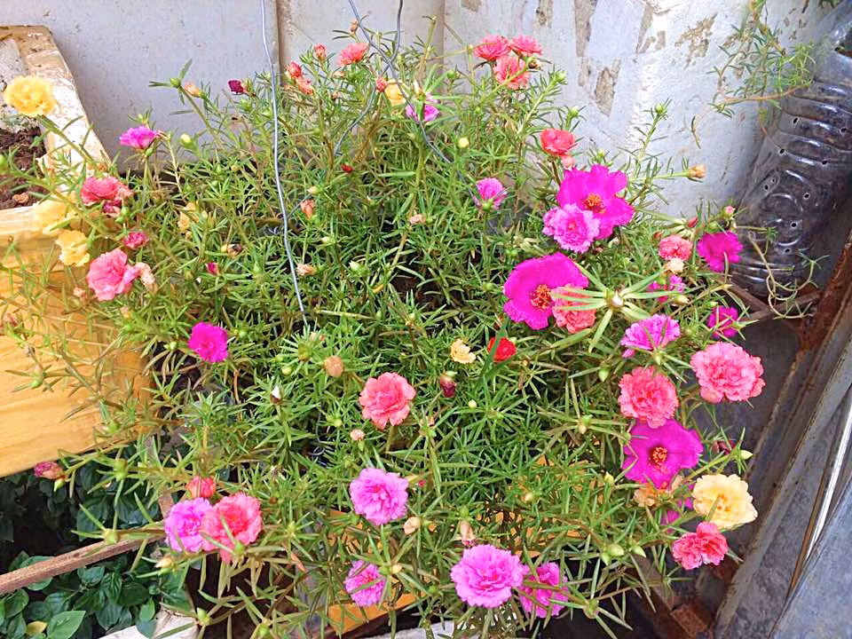 ... hay lãng mạn, cuốn hút khi chiều tà.