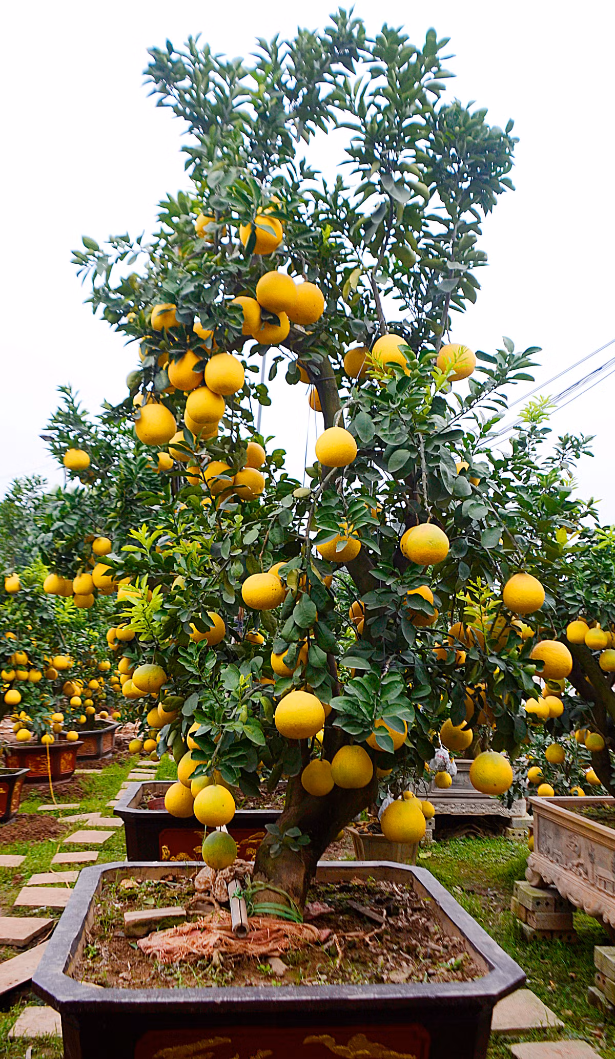 Độ rộng tán khoảng 2m.