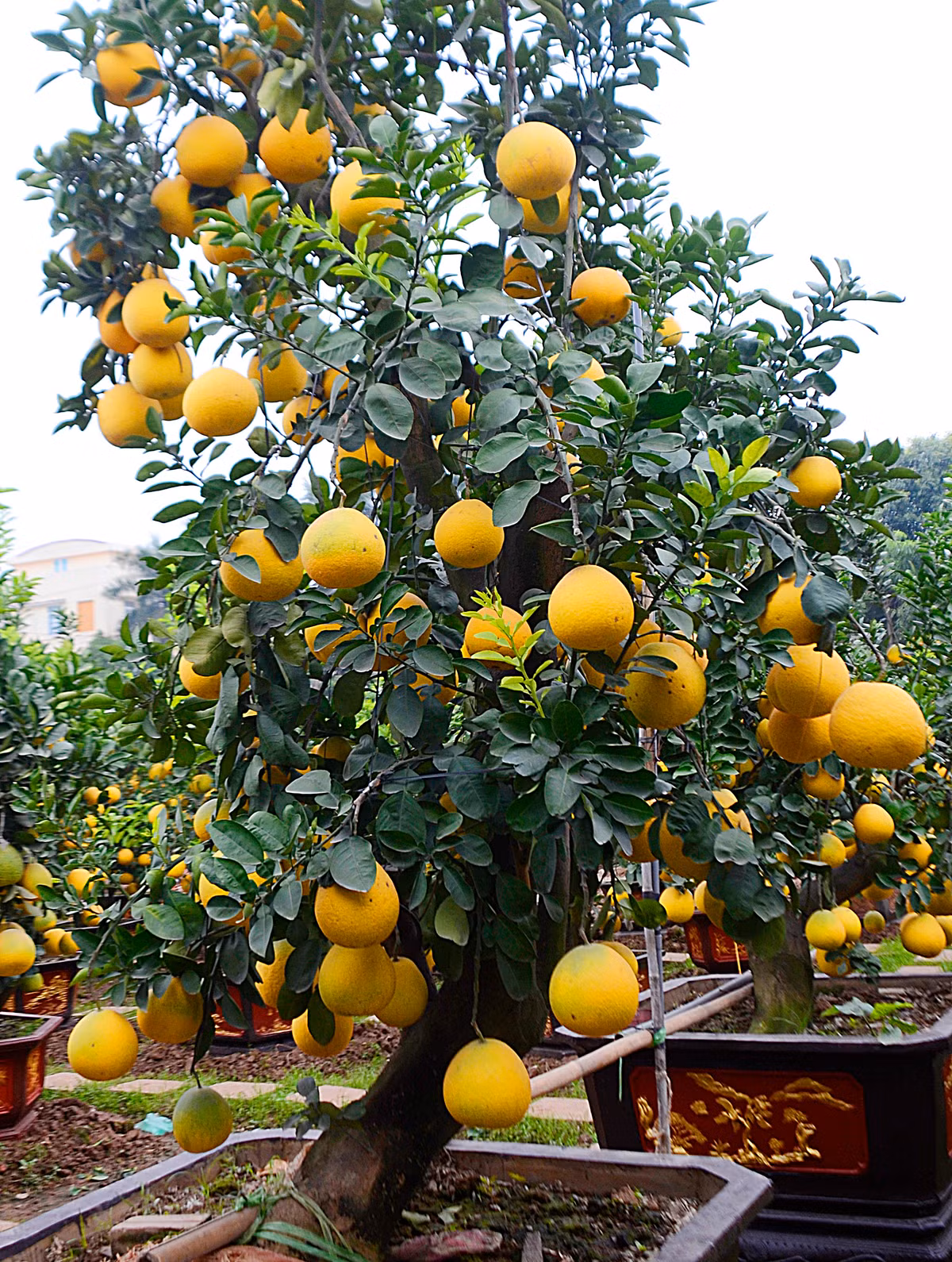 Theo chủ nhân, cây bưởi dáng "Long thăng" thể hiện sự mạnh mẽ..