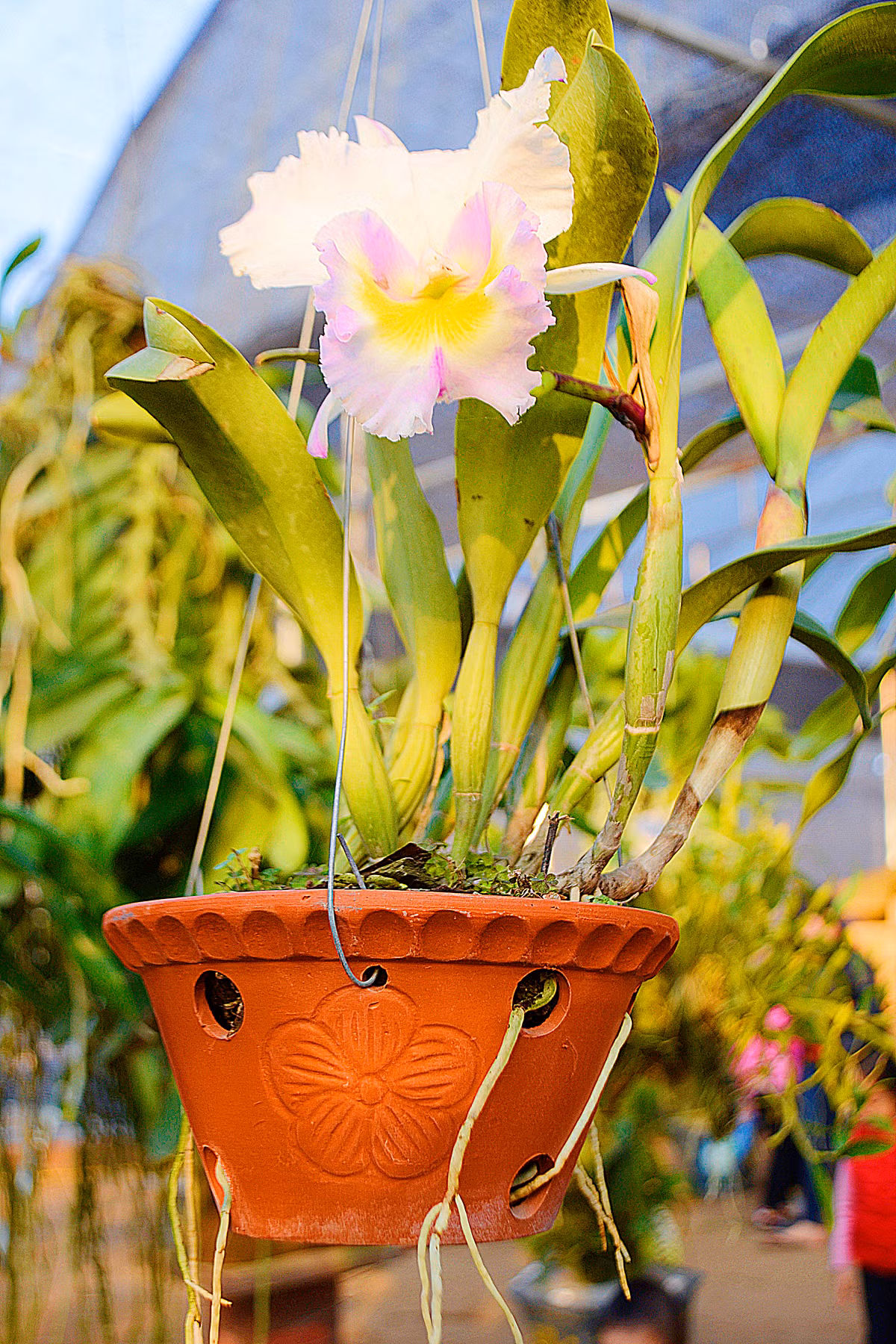 ... mà với bất cứ vị khách nào vô tình được chiêm ngưỡng.