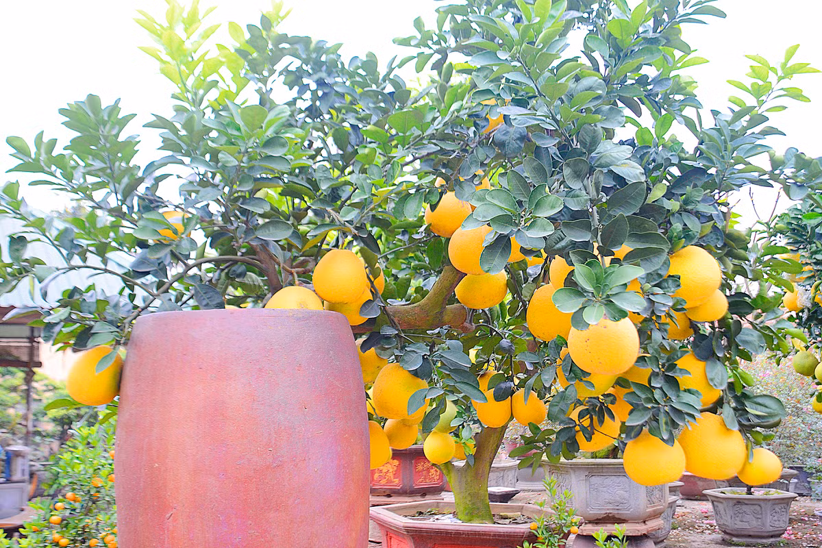 Cây bưởi bonsai này có khoảng 60 - 70 quả.