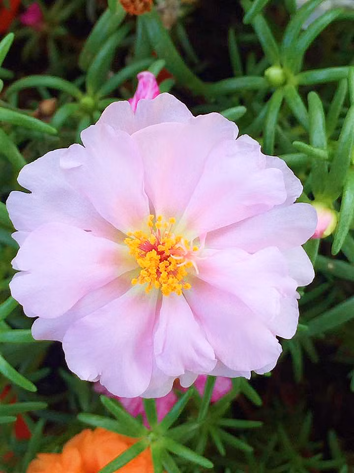 Hoa cánh to, thưa, được xếp thành tầng, thành lớp đan xen nhau.