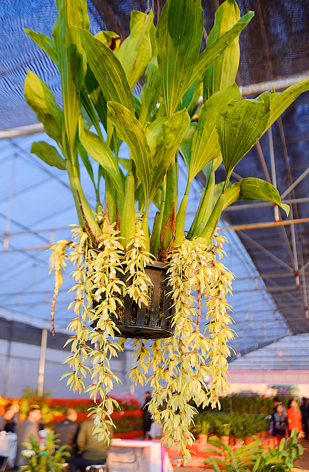 Những bông hoa lan Tết vừa hấp dẫn tinh tế thanh nhã lại có vẻ đẹp mong manh...