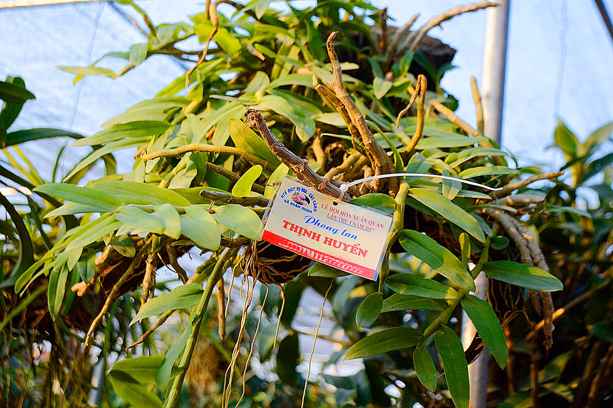 …những giỏ hoa này đều có sức sống mạnh mẽ và thường nở hoa khoe sắc nhiều vào dịp tết.