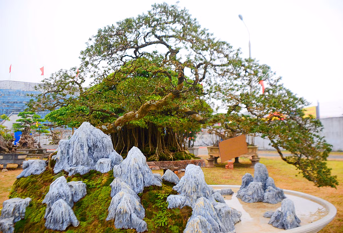 Anh Bình cho biết, năm 2016, một số người chơi cây ở TP. Hồ Chí Minh đã tìm đến vườn cây nhà anh xem cây ổi và trả giá hơn 500 triệu đồng để mua nhưng anh chưa bán.
